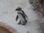Cute Penguins!